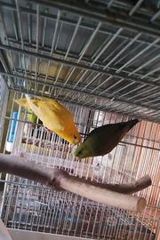 Parrocchetto barrato