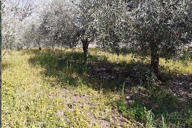 Vendita Terreno con olive prefabbricabile