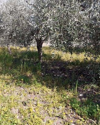 Vendita Terreno con olive prefabbricabile