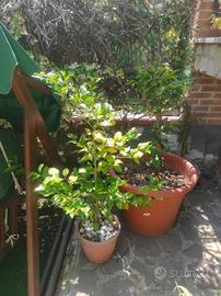 vaso 60 cm con pianta limone