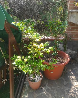 vaso 60 cm con pianta limone
