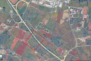 Terreno agricolo Morciano di Leuca