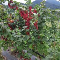 piante di ribes rosso