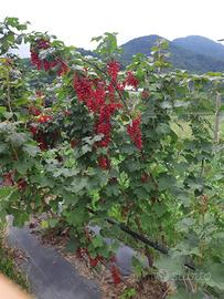 piante di ribes rosso