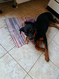 Rottweiler