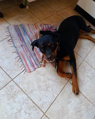 Rottweiler