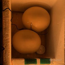 Incubatrice fatta in casa