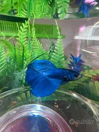 Betta pesce combattere Reggio Calabria