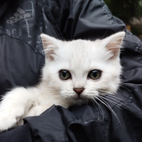 Gattini Scottish straight chinchilla