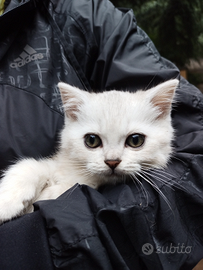 Gattini Scottish straight chinchilla