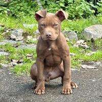 Cuccioli pitbull ukc