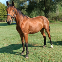 Puledro sella italiano