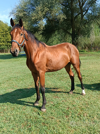 Puledro sella italiano