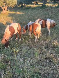 Pony