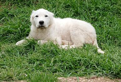 Cucciola pastore abruzzese maremmano
