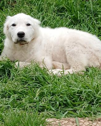 Cucciola pastore abruzzese maremmano