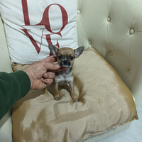 Chihuahua mini toy boy