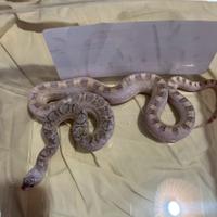 Serpente toro red kingsville avory F