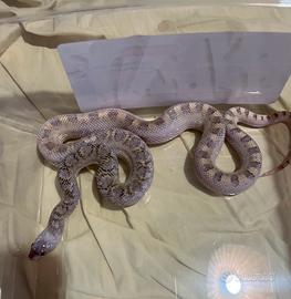 Serpente toro red kingsville avory F