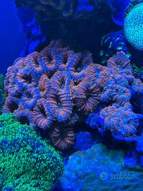 Coralli del mio acquario