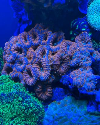 Coralli del mio acquario