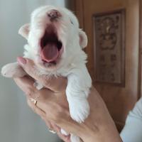 Cuccioli purissimi maltesi