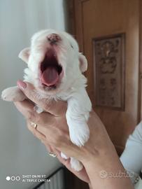 Cuccioli purissimi maltesi