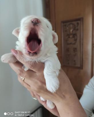 Cuccioli purissimi maltesi