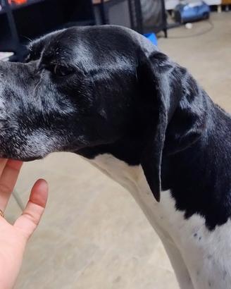 Pointer inglese cuccioli 