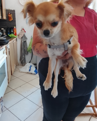 Chihuahua
