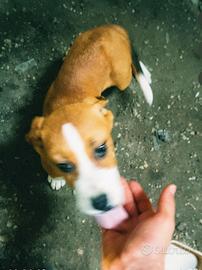 Cucciolo Amstaff 2 mesi