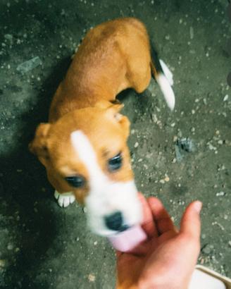 Cucciolo Amstaff 2 mesi