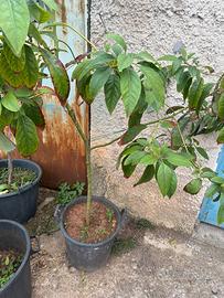 Pianta avocado
