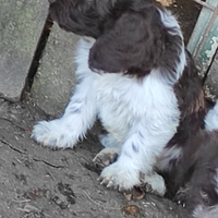 Cuccioli Springer x Lagotto