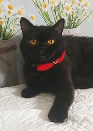British Shorthair  Gloria 
