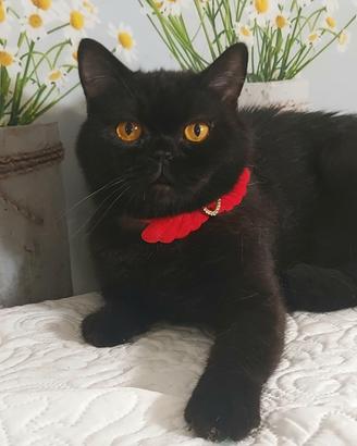 British Shorthair  Gloria 