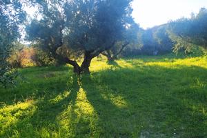 Terreno Agricolo a Gelsitello Simeri Mare ss 106