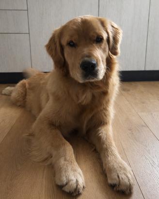 Monta golden retriever americano