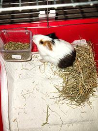 Ragazzi porcellina india