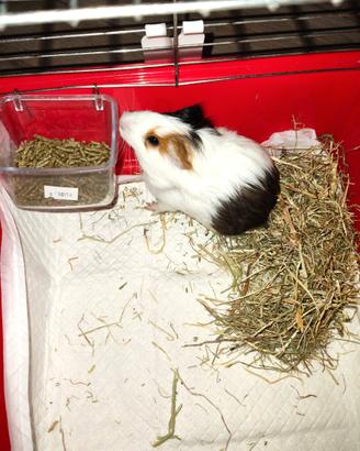 Ragazzi porcellina india