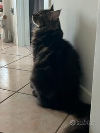 Maine Coon