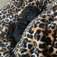 Cucciola Toy barboncino nero