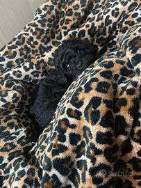 Cucciola Toy barboncino nero