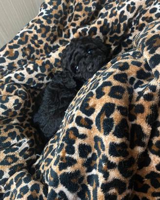 Cucciola Toy barboncino nero