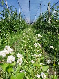 Meleto e vigneto coltivati biologico ad Appiano