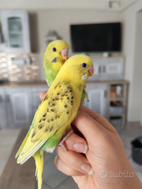 Cocorite allevate a mano