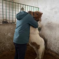 Pony shetland pezzata