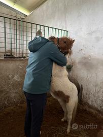 Pony shetland pezzata