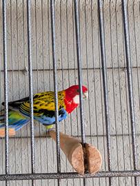 Rossella comune maschio