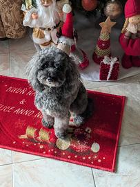 Barboncino per monta